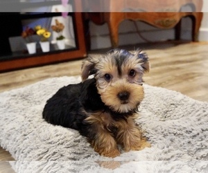 Medium Yorkshire Terrier