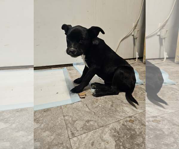 Medium Photo #1 Labrador Retriever-Unknown Mix Puppy For Sale in Binghamton, NY, USA