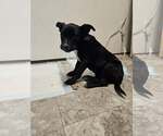 Small Labrador Retriever Mix
