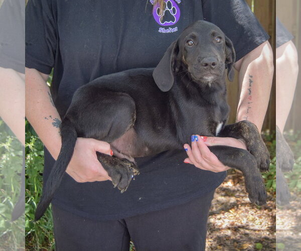 Medium Photo #3 Coonhound-Unknown Mix Puppy For Sale in Huntley, IL, USA
