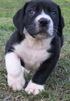 Medium Photo #2 Boerboel Puppy For Sale in CROWN POINT, IN, USA