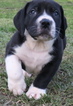 Small Photo #2 Boerboel Puppy For Sale in CROWN POINT, IN, USA