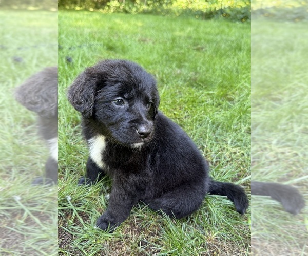 Medium Photo #1 Golden Shepherd Puppy For Sale in LAKE STEVENS, WA, USA