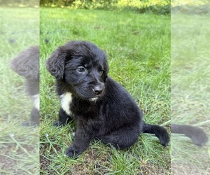 Golden Shepherd Puppy for sale in LAKE STEVENS, WA, USA