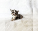 Small #5 Chihuahua