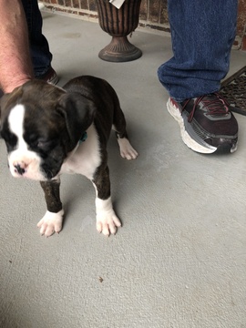 Medium Photo #2 Boxer Puppy For Sale in LAMAR, MO, USA