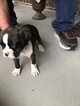 Small Photo #2 Boxer Puppy For Sale in LAMAR, MO, USA
