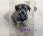 Small #4 Golden Retriever Mix