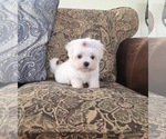 Small #2 Maltese