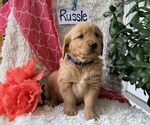 Small #2 Golden Retriever