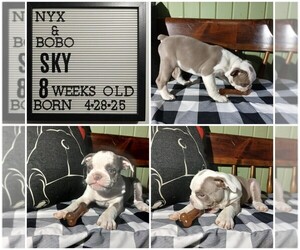 Olde English Bulldogge Puppy for sale in PINE VILLAGE, IN, USA