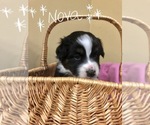 Small Photo #10 Australian Shepherd Puppy For Sale in LANCASTER, PA, USA