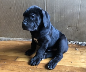 American Mastiff-Cane Corso Mix Puppy for sale in WEST COVINA, CA, USA