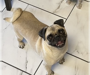 Pug Puppy for sale in VICTORVILLE, CA, USA