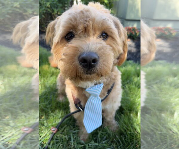 Medium Photo #1 Poodle (Miniature)-Unknown Mix Puppy For Sale in Sykesville, MD, USA