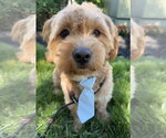 Winston - Male Poodle (Miniature)-Unknown Mix Dog for Adoption - Small photo