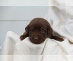 Small #7 Labrador Retriever