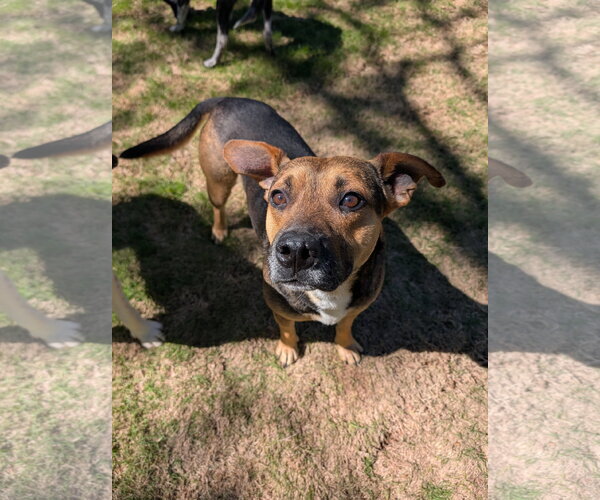 Medium Photo #1 German Shepherd Dog-Unknown Mix Puppy For Sale in Green Forest, AR, USA