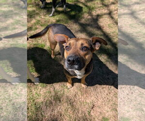 German Shepherd Dog-Unknown Mix Dogs for adoption in Green Forest, AR, USA