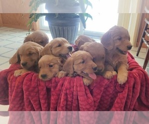 Golden Retriever Puppy for sale in COLBY, WI, USA