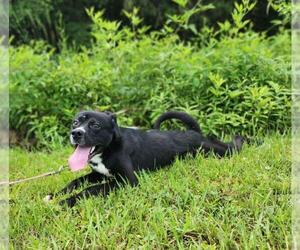 Bones - Male Siberian Husky-Unknown Mix Dog for Adoption - Photo #8