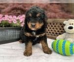 Small Photo #4 Miniature Bernedoodle Puppy For Sale in DUNDEE, OH, USA