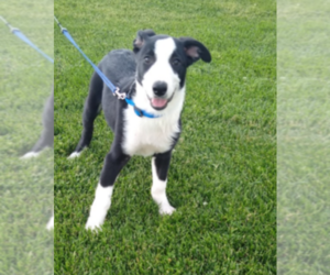 Border-Aussie Puppy for sale in GENOLA, UT, USA