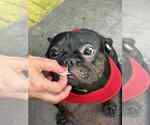 Small #2 French Bulldog