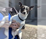 Small Jack-Rat Terrier