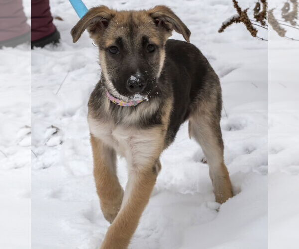 Medium Photo #1 Shepradors Puppy For Sale in Princeton, MN, USA