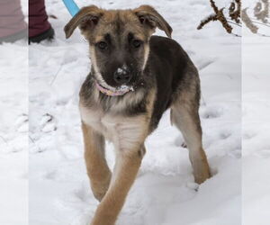 Shepradors Dogs for adoption in Princeton, MN, USA