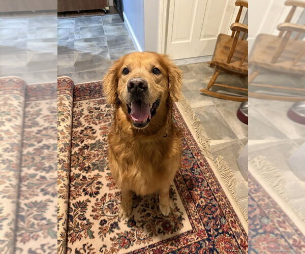 Medium Photo #5 Golden Retriever-Unknown Mix Puppy For Sale in Boston, MA, USA