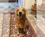 Small #4 Golden Retriever Mix