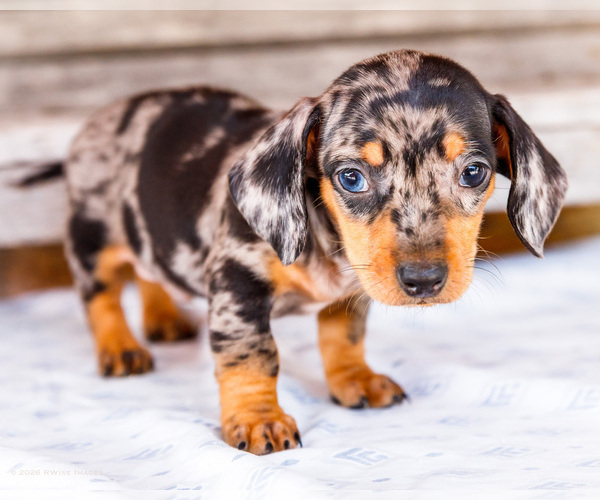 Medium Photo #20 Dachshund Puppy For Sale in WAKARUSA, IN, USA