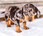 Small #6 Dachshund