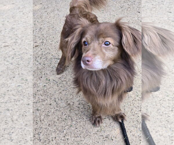 Medium Photo #2 Dachshund-Unknown Mix Puppy For Sale in Bardstown, KY, USA