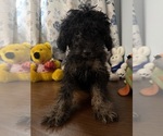 Yorkipoo puppie - Male Yorkipoo Puppy for Sale - Photo #26
