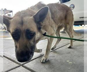 German Shepherd Dog Dogs for adoption in Bakersfield, CA, USA