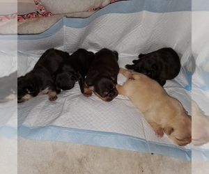 French Bulldog Puppy for sale in HAYWARD, CA, USA