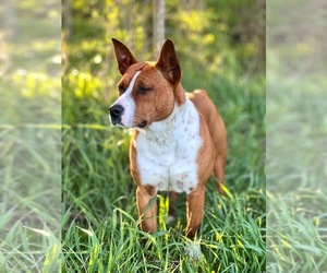 American Staffordshire Terrier-Rat Terrier Mix Puppy for sale in BLUFFTON, IN, USA