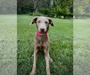 Chocolate Labrador retriever-Labrador Retriever Mix Dogs for adoption in Columbus, IN, USA