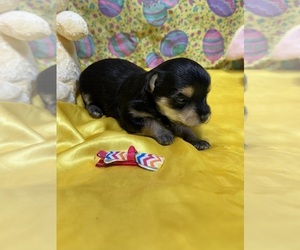 Morkie Puppy for sale in LANCASTER, MO, USA