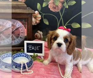 Cavalier King Charles Spaniel Puppy for sale in ABILENE, TX, USA
