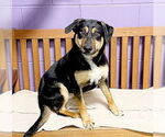 Small #1 Mutt
