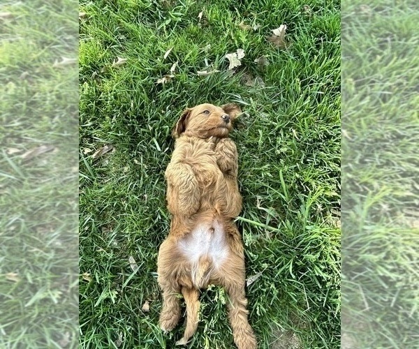 Medium Photo #1 Goldendoodle (Miniature) Puppy For Sale in PLATTE CITY, MO, USA