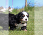Small #2 Bernese Mountain Dog