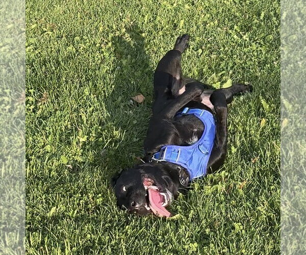 Medium Photo #6 Mutt Puppy For Sale in Fargo, ND, USA