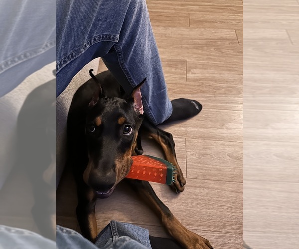 Medium Photo #3 Doberman Pinscher Puppy For Sale in RICHMOND, VA, USA