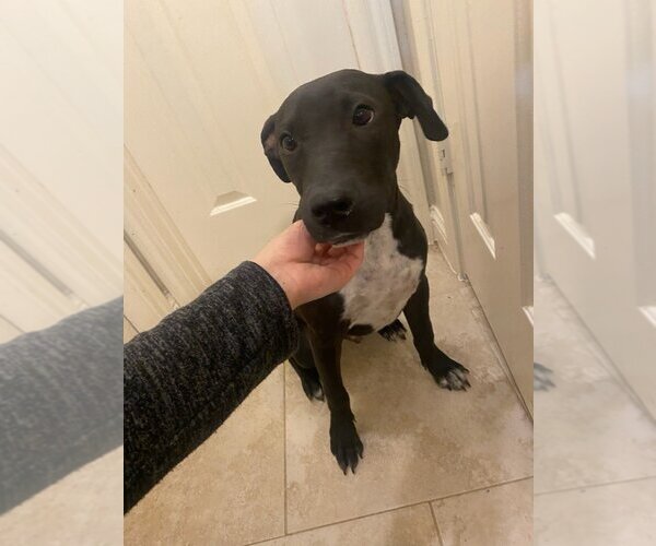 Medium Photo #2 Labrador Retriever-Unknown Mix Puppy For Sale in Missouri City, TX, USA