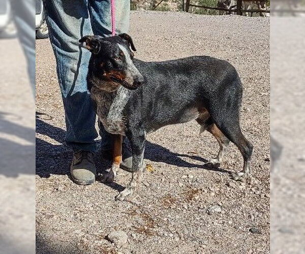 Medium Photo #4 Doberman Pinscher-Unknown Mix Puppy For Sale in Golden Valley, AZ, USA